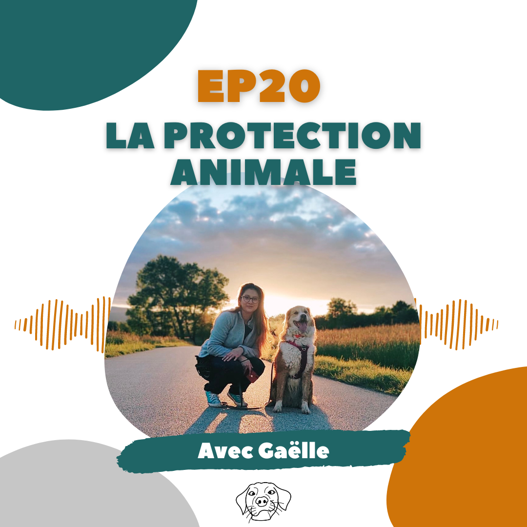 Protection animale