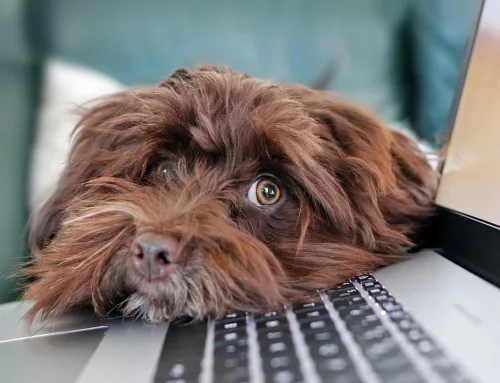 Education du chien en ligne, c’est possible ?