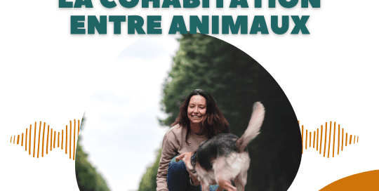 La cohabitation entre animaux