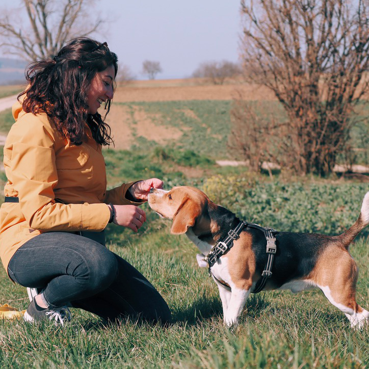 éducation et comportement canin éducation et comportement canin