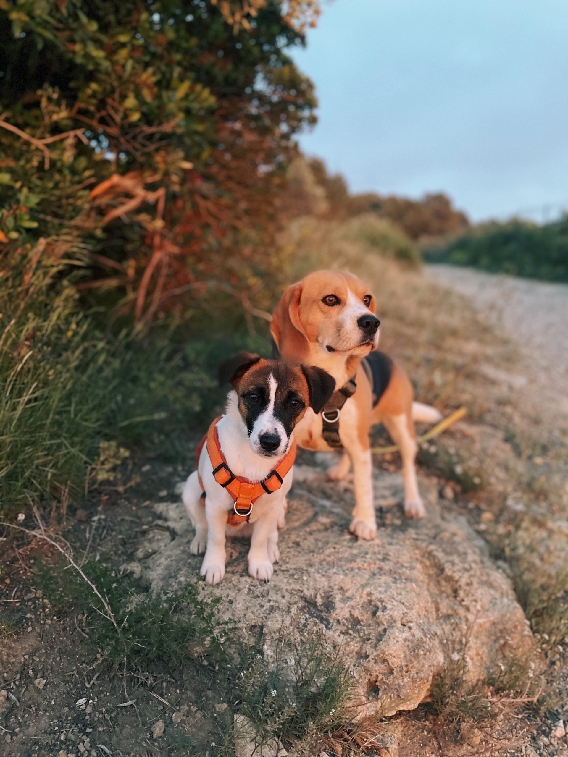 Education canine Saint Chamas