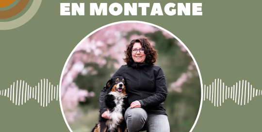 Le chien de travail en montagne