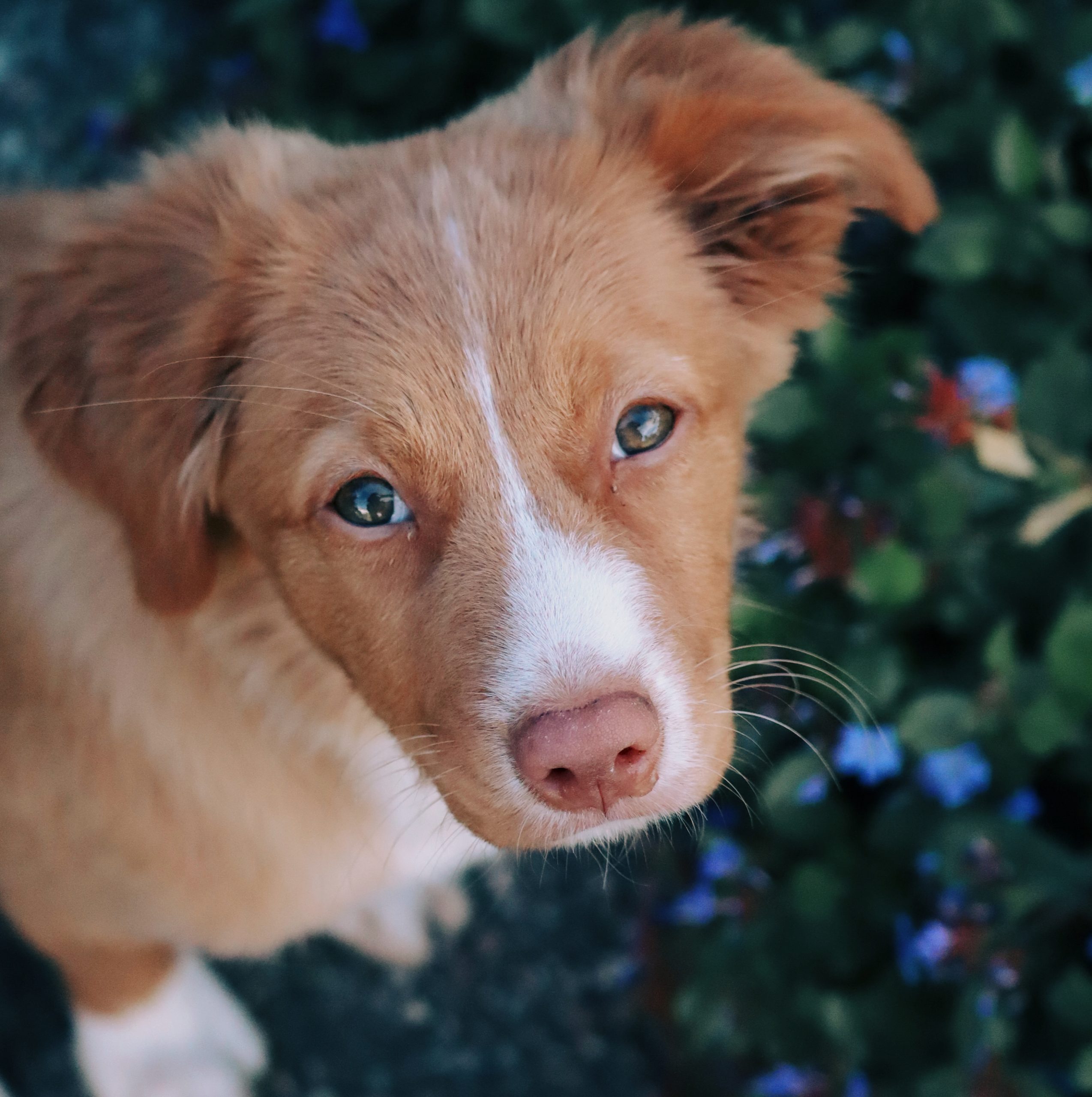 petit aventurier education du chiot