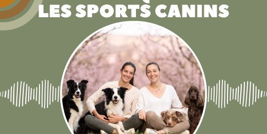 Les sports canins