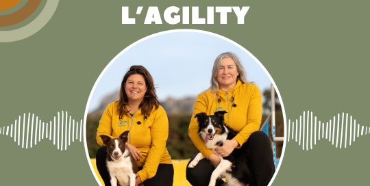 découvrir l'agility