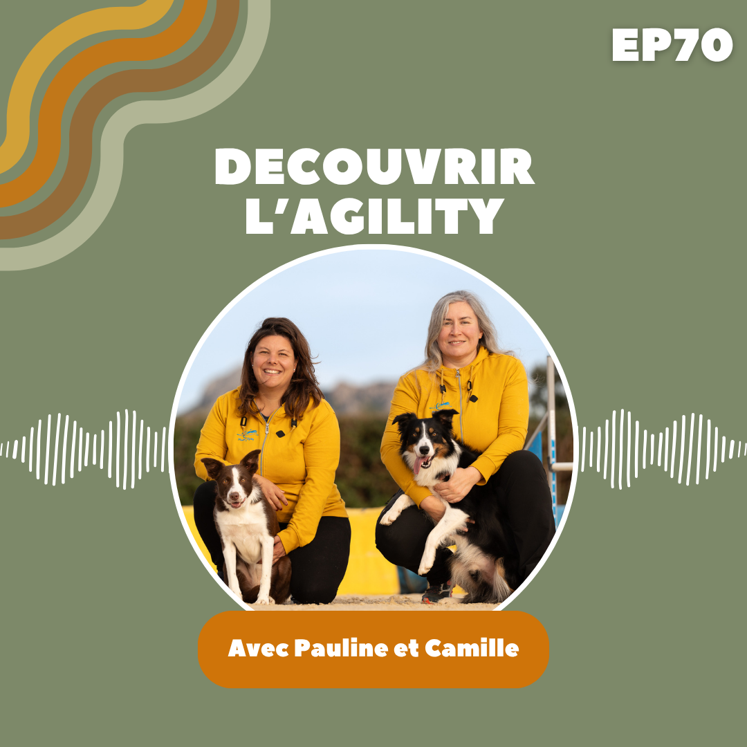 découvrir l'agility